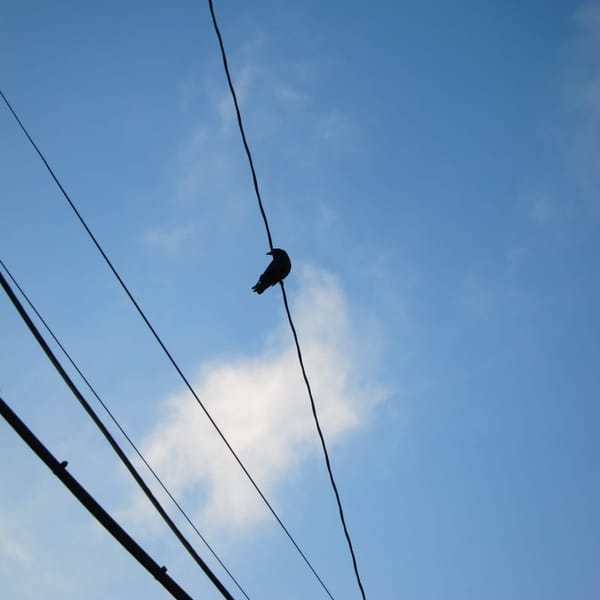 A crow perched on a power wire in the center of the frame. Wisps of clouds roll by in the background, the sky is baby blue.